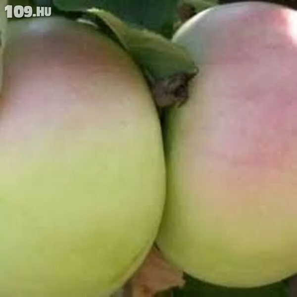 Nyári fontos alma