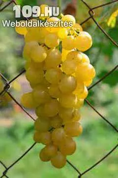 Augusztusi Muskotály (Palatina) fehér borszőlő oltvány