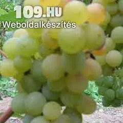 Beogradska Seedles  (MV) fehér borszőlő oltvány