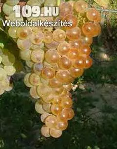 Fehér Chasselas fehér borszőlő oltvány