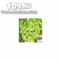 Regal Seedles (MV) fehér borszőlő oltvány