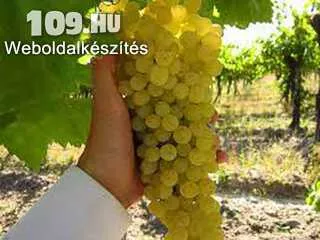 Thomson  Seedles (MV) fehér borszőlő oltvány