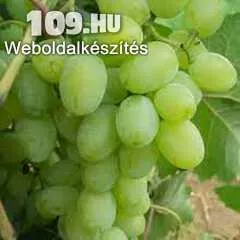 Zaporozsec fehér borszőlő oltvány